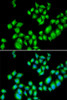 Cell Biology Antibodies 6 Anti-DRD3 Antibody CAB1556