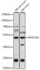 Metabolism Antibodies 1 Anti-WNT10A Antibody CAB15602