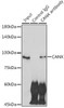 Immunology Antibodies 2 Anti-CANX Antibody CAB15631