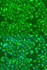 Cell Biology Antibodies 6 Anti-BMP6 Antibody CAB15648