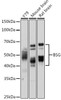 Cell Biology Antibodies 6 Anti-BSG Antibody CAB1566