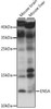 Cell Cycle Antibodies 1 Anti-ENSA Antibody CAB15665