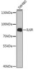Cell Biology Antibodies 6 Anti-IL-6R Antibody CAB1570
