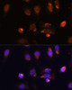 Epigenetics and Nuclear Signaling Antibodies 2 Anti-RPL34 Antibody CAB15716