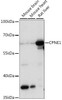 Developmental Biology Anti-CPNE1 Antibody CAB15749