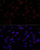 Cell Biology Antibodies 6 Anti-GOLGA5 Antibody CAB15768