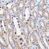 Immunology Antibodies 2 Anti-HLA-DRA Antibody CAB1579