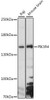 Cell Biology Antibodies 6 Anti-PIK3R4 Antibody CAB15828