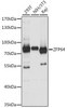 Cell Biology Antibodies 6 Anti-ZFP64 Antibody CAB15863