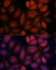 Cell Cycle Antibodies 1 Anti-KIF13A Antibody CAB15880