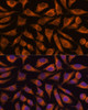 Cell Biology Antibodies 6 Anti-B3GNT4 Antibody CAB15896