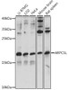 Signal Transduction Antibodies 2 Anti-ARPC5L Antibody CAB15904