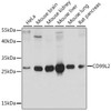 Cell Biology Antibodies 6 Anti-CD99L2 Antibody CAB15907