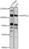 Cell Biology Antibodies 6 Anti-AFAP1L2 Antibody CAB15916