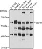 Cell Biology Antibodies 6 Anti-SSC4D Antibody CAB15957