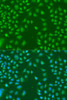 Cell Biology Antibodies 6 Anti-HNRNPCL1 Antibody CAB16011