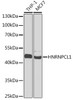 Cell Biology Antibodies 6 Anti-HNRNPCL1 Antibody CAB16011