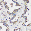 Cell Cycle Antibodies 1 Anti-Cyclin B1 Antibody CAB16038