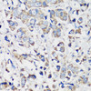 Cell Cycle Antibodies 1 Anti-Cyclin B1 Antibody CAB16038