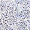 Immunology Antibodies 2 Anti-CD80 Antibody CAB16039