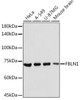 Immunology Antibodies 2 Anti-FBLN1 Antibody CAB16046