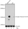 Epigenetics and Nuclear Signaling Antibodies 2 Anti-Acetyl-Histone H3-K4 Antibody CAB16078