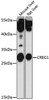 Developmental Biology Anti-CREG1 Antibody CAB16081