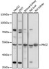 Cardiovascular Antibodies Anti-PROZ Antibody CAB16082