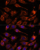Cell Biology Antibodies 6 Anti-GPRASP1 Antibody CAB16090