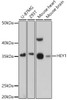 Signal Transduction Antibodies 2 Anti-HEY1 Antibody CAB16110