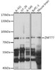 Epigenetics and Nuclear Signaling Antibodies 2 Anti-ZNF777 Antibody CAB16115