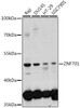 Epigenetics and Nuclear Signaling Antibodies 2 Anti-ZNF701 Antibody CAB16133