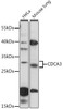 Cell Cycle Antibodies 1 Anti-CDCA3 Antibody CAB16151