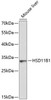 Metabolism Antibodies 3 Anti-HSD11B1 Antibody CAB1619