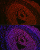 Developmental Biology Anti-FOXL2 Antibody CAB16244