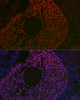 Developmental Biology Anti-FOXL2 Antibody CAB16244