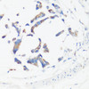 Cell Cycle Antibodies 1 Anti-GM130 Antibody CAB16248
