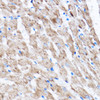 Cell Cycle Antibodies 1 Anti-LATS2 Antibody CAB16249