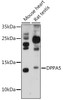 Cell Biology Antibodies 6 Anti-DPPA5 Antibody CAB16280