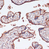 Cell Biology Antibodies 6 Anti-RPS6KA2 Antibody CAB16305