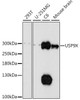 Cell Biology Antibodies 6 Anti-USP9X Antibody CAB16307