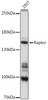 Immunology Antibodies 2 Anti-Raptor Antibody CAB16309