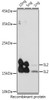 Immunology Antibodies 2 Anti-IL-2 Antibody CAB16317