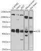 Epigenetics and Nuclear Signaling Antibodies 2 Anti-KLF8 Antibody CAB16321