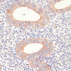 Metabolism Antibodies 2 Anti-HMGCR Antibody CAB1633