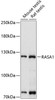 Cell Biology Antibodies 7 Anti-RASA1 Antibody CAB1634