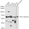 Cell Biology Antibodies 7 Anti-NOX2 / gp91phox Antibody CAB1636