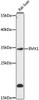 Cell Biology Antibodies 7 Anti-EMX1 Antibody CAB16370