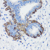 Cell Biology Antibodies 7 Anti-FLNA Antibody CAB16376