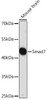 Epigenetics and Nuclear Signaling Antibodies 2 Anti-Smad7 Antibody CAB16396